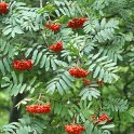 Sorbus aucuparia
